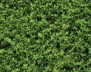 GreenBackDrop